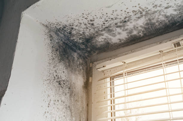 Trusted Crawl Space Mold Removal service in Concord, MI - Cheap Mold Removal