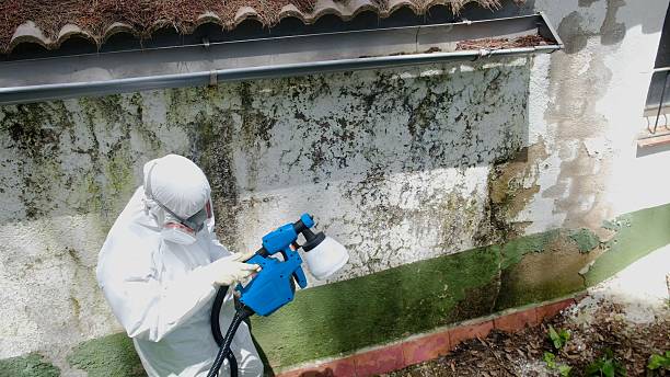 Trusted Mold Inspection service in Concord, MI - Cheap Mold Removal